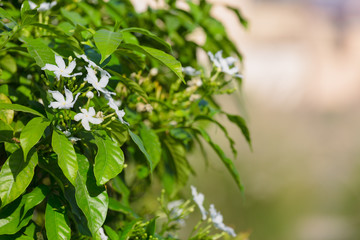 The close up of Gerdenia Crape Jasmine - white flowers