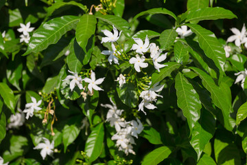The close up of Gerdenia Crape Jasmine - white flowers