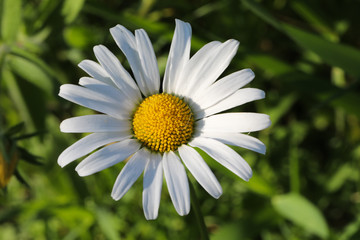 Obraz premium white daisy flower
