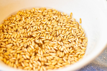 Wheat, rye, barley seeds cereals soaked in water. 
