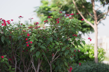 Obraz premium Blossoming Camellia bush with red flowers and thick leaves in spring.
