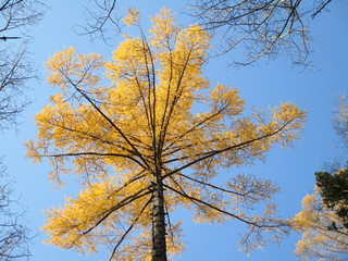 tree in autumn