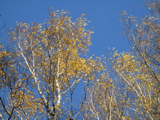 tree in autumn