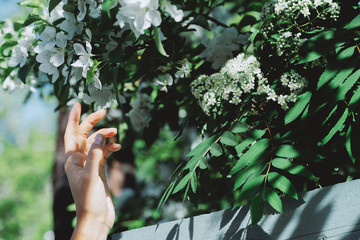 Gentle girl hand with branches of flowering rowan and apple tree behind blue wooden fence in sunny day. Scenic rustic green background with bloom white flowers closeup. Rich vegetations in spring time
