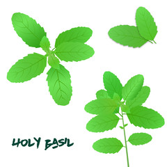 Holy Basil , Green Leaves and branches vector isolated on white background