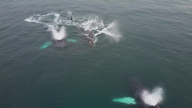 Humpback Whale Watching off Isla Conadora, Las Perlas Panama