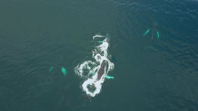 Humpback Whale Watching off Isla Conadora, Las Perlas Panama