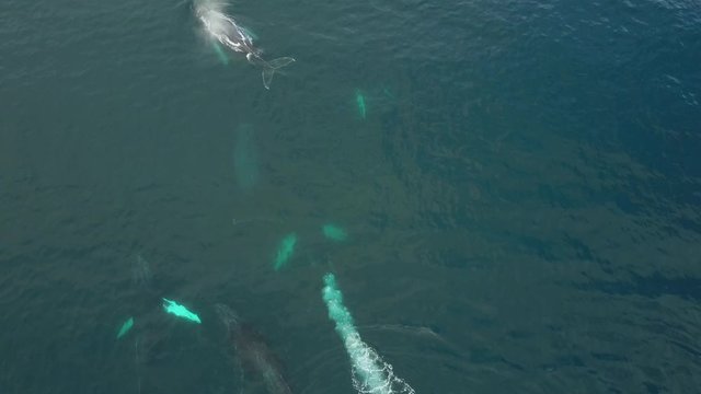 Humpback Whale Watching off Isla Conadora, Las Perlas Panama