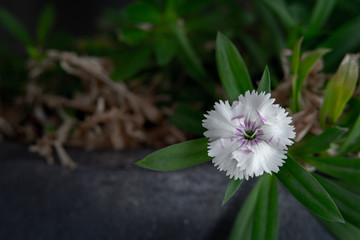 dianthus
