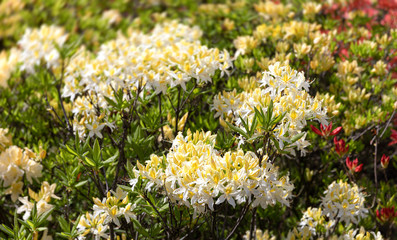 yellow flowers of azalea