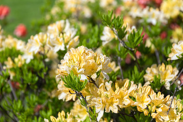 yellow flowers of azalea
