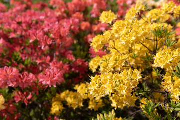 yellow flowers of azalea