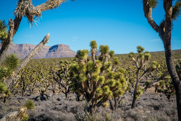 joshua tree in Arizona park
