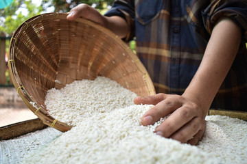 Close up A Farmer Thai woman is using her hands to dry the rice outdoors. Health products
 
