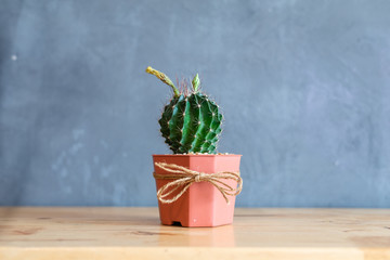 cactus in pot on wood desk