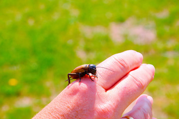Beetle located on one hand