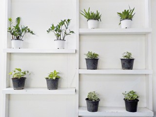 plants in a pot on the white wall