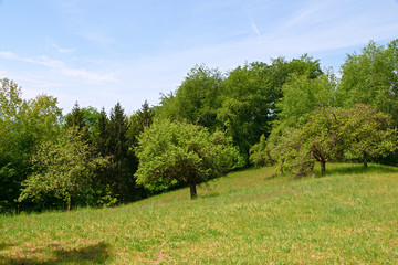 Landscape with trees and blue sky