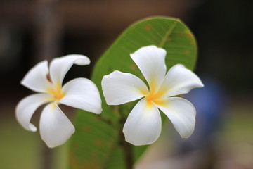 white frangipani plumeria flowers