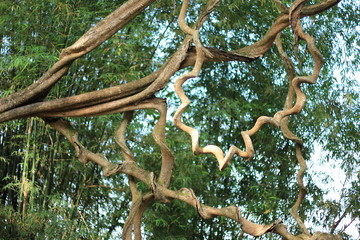 tree on a branch