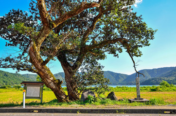 Fototapeta premium 滋賀 余呉湖 羽衣伝説の衣掛柳