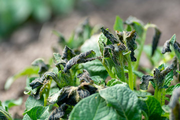 Potato plants damaged by the frost.Early potato plants showing signs of frost damage to the...