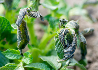 Potato plants damaged by the frost.Early potato plants showing signs of frost damage to the leaves.Leaves of potatoes bitten by frost.