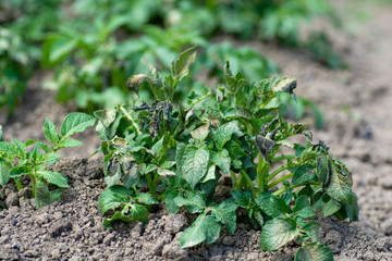 Potato plants damaged by the frost.Early potato plants showing signs of frost damage to the leaves.Leaves of potatoes bitten by frost.