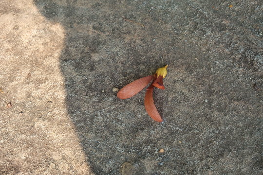 Dipterocarpus alatus Roxb On the cement floor.