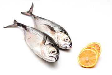 Close up torpedo scad fish with lemon slices over white background.