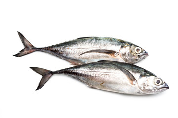 Close up torpedo scad fish over white background.