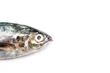 Close up torpedo scad fish head over white background. © Afiq Sam