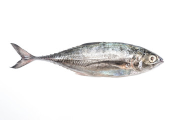 Close up torpedo scad fish over white background.