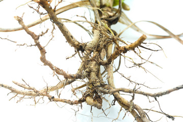 Close up small tree root over white background. Selective focus.