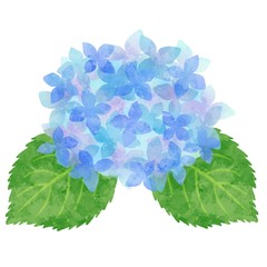 あじさい　紫陽花　水彩風イラスト素材　青色　水色