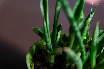 closeup of Aloe in a small pot