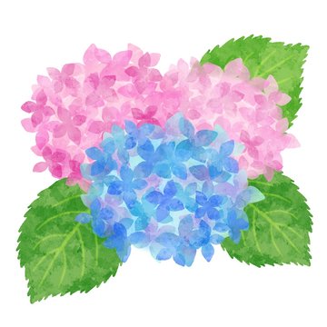 紫陽花 あじさい 水彩風イラスト素材 青色 水色 ピンク Stock イラスト Adobe Stock 紫陽花 あじさい 水彩風イラスト素材 青色 水色 ピンク Stock イラスト Adobe Stock