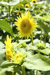 スターバーストレモンオーラ　ひまわり