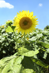 Obraz premium スターバーストレモンオーラ ひまわり