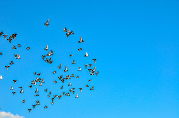 ハトと青空