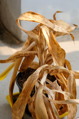 withering small aspidistra plant in a pot