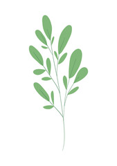 Isolated natural leaf vector design
