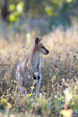 Red-necked of Bennett's wallaby (Macropus rufogriseus) amongst wild flowers in a field. Gold Coast, Queensland, Australia. © Trent Townsend