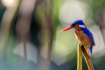 Colorful malachite kingfisher