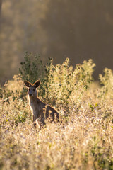 Eastern grey kangaroo (Macropus giganteus) in meadow at sunset. Gold Coast, Queensland, Australia.