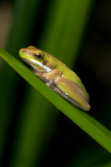 Eastern dwarf tree frog (Litoria fallax). Cabarita Beach, NSW, Australia.