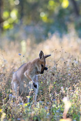 Red-necked of Bennett's wallaby (Macropus rufogriseus) amongst wild flowers in a field. Gold Coast, Queensland, Australia. © Trent Townsend