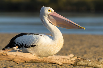 Australian pelican (Pelecanus conspicillatus) perched on drift wood on sandbank. Hastings Point, NSW, Australia.