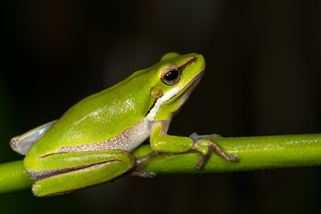 Eastern dwarf tree frog (Litoria fallax). Cabarita Beach, NSW, Australia.