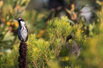 White-cheeked honeyeater (Phylidonyris niger) perched on grasstree flower spike